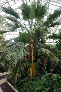 V Kew Gardens jsou velké skleníky s tropickou vegetací.